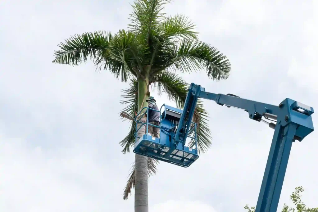 How to trim bushes and palm trees safely using a lift to remove dead fronds