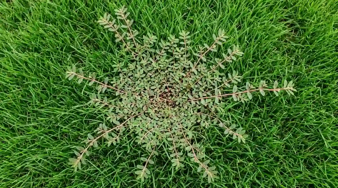 How to get rid of spurge weed spreading outward from a central taproot across a healthy green lawn