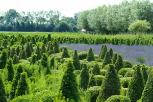 Shrub layer in landscaped garden showing what is the difference between a tree and a shrub