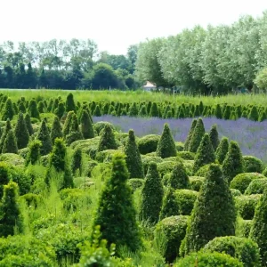 Shrub layer in landscaped garden showing what is the difference between a tree and a shrub