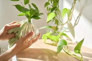 How to care for a pothos plant indoors using water propagation in a glass vase near bright indirect light
