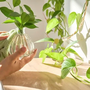 How to care for a pothos plant indoors using water propagation in a glass vase near bright indirect light