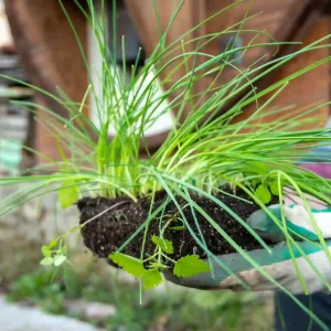 How to divide ornamental grasses by separating the root ball during garden planting and transplanting