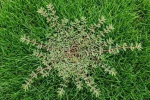 How to get rid of spurge weed spreading outward from a central taproot across a healthy green lawn