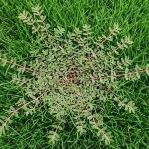 How to get rid of spurge weed spreading outward from a central taproot across a healthy green lawn