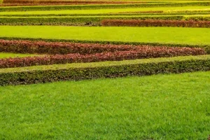 Layered green lawn with trimmed hedges showing healthy turf growth and how to overseed grass lawn