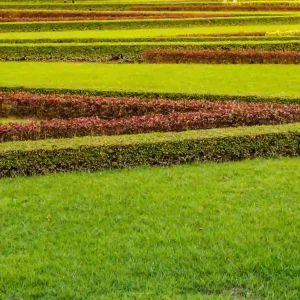 Layered green lawn with trimmed hedges showing healthy turf growth and how to overseed grass lawn