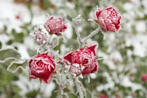 Frost-covered red roses showing winter damage and the need to protect plants from frost