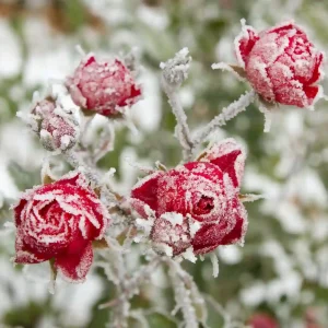 Frost-covered red roses showing winter damage and the need to protect plants from frost
