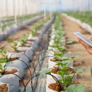 Greenhouse crops with drip lines monitored on a tablet, showing what are drip irrigation systems