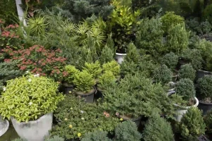 What type of plants are involved landscaping with evergreen shrubs, ornamental grasses, and potted garden plants