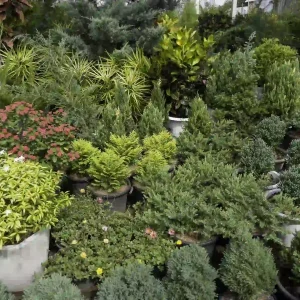 What type of plants are involved landscaping with evergreen shrubs, ornamental grasses, and potted garden plants