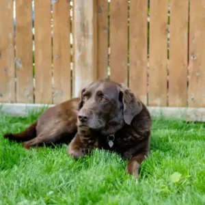 Can Dogs Pee on Artificial Turf Without Smell Issues?