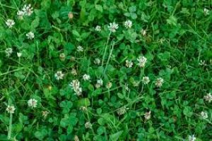 How Do I Get Rid Of Clover In Grass?