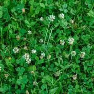 How Do I Get Rid Of Clover In Grass?