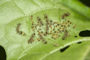 Ants and aphids clustered on a green leaf in a flower bed — how to get rid of ants in flower bed naturally
