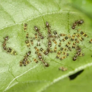 Ants and aphids clustered on a green leaf in a flower bed — how to get rid of ants in flower bed naturally