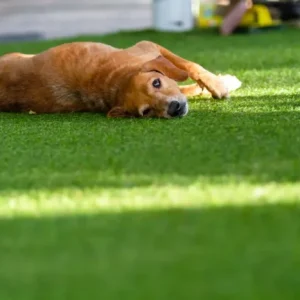 Is Artificial Turf Good for Dogs