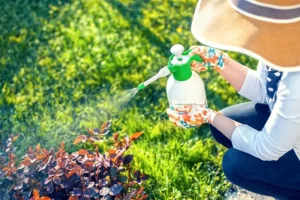 Top 5 Lawn Care Tips for Homeowners in Whittier CA